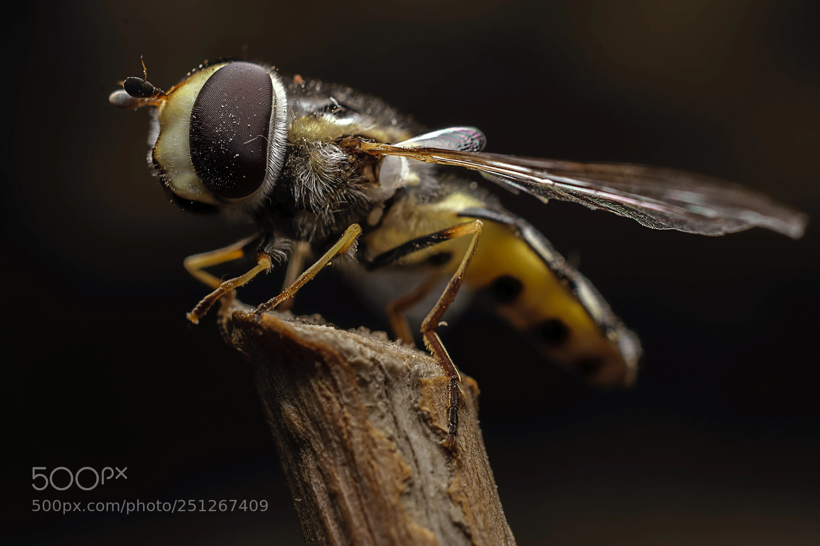 Nikon D5300 sample photo. Bee photography