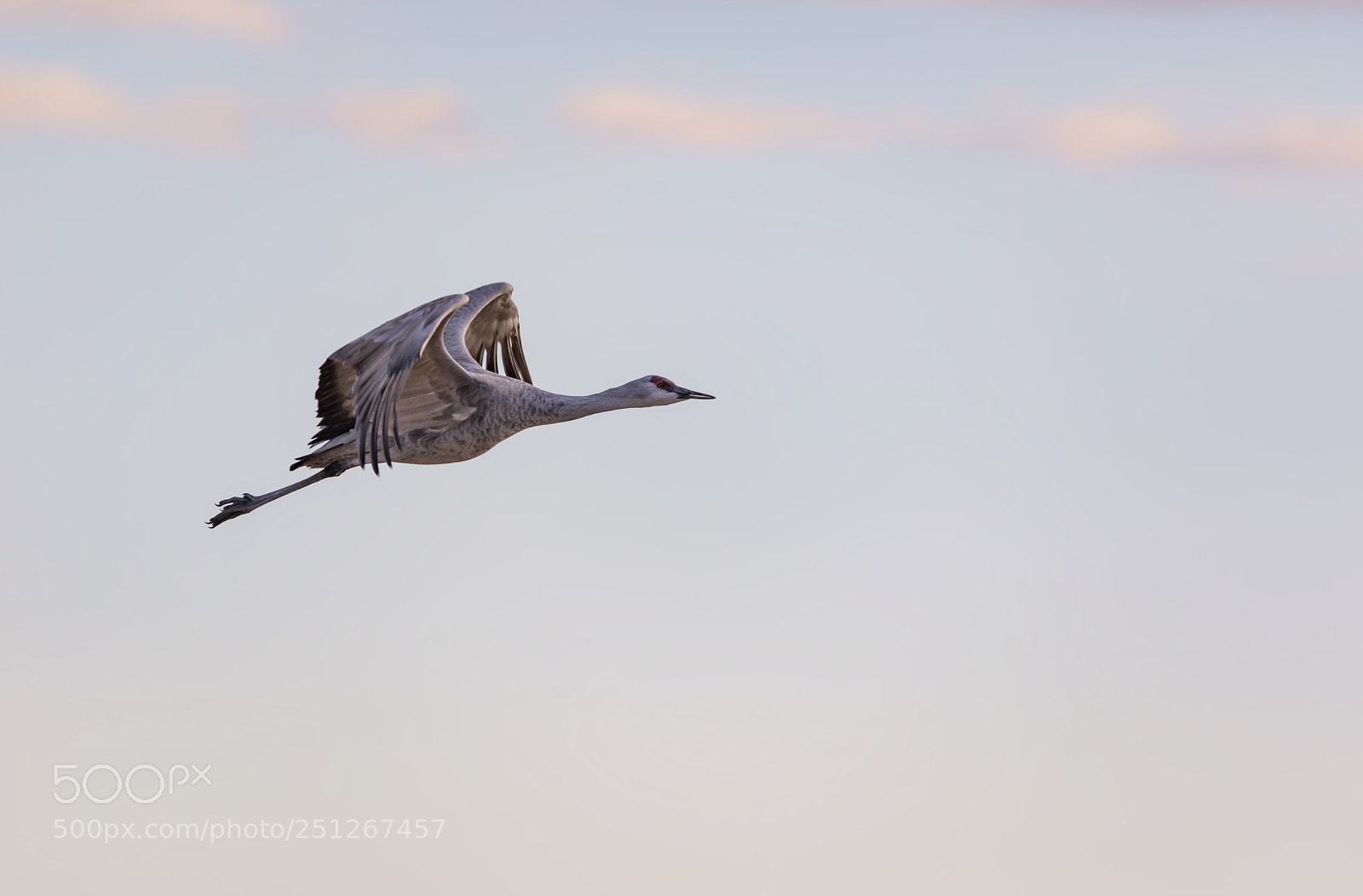 Canon EOS 5D Mark IV sample photo. Dawn flight photography