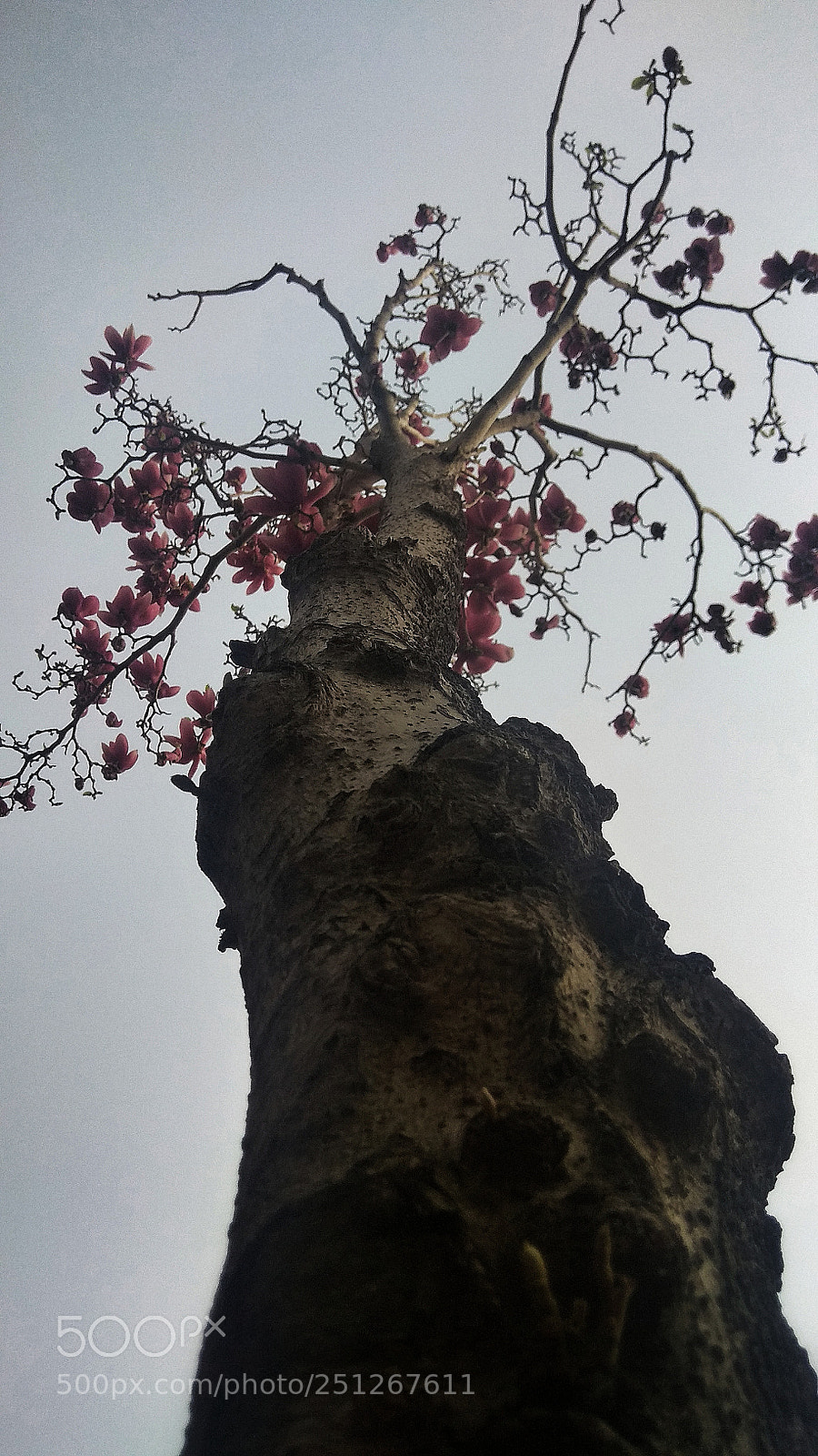Xiaomi Redmi Note 4X sample photo. Untitled photography