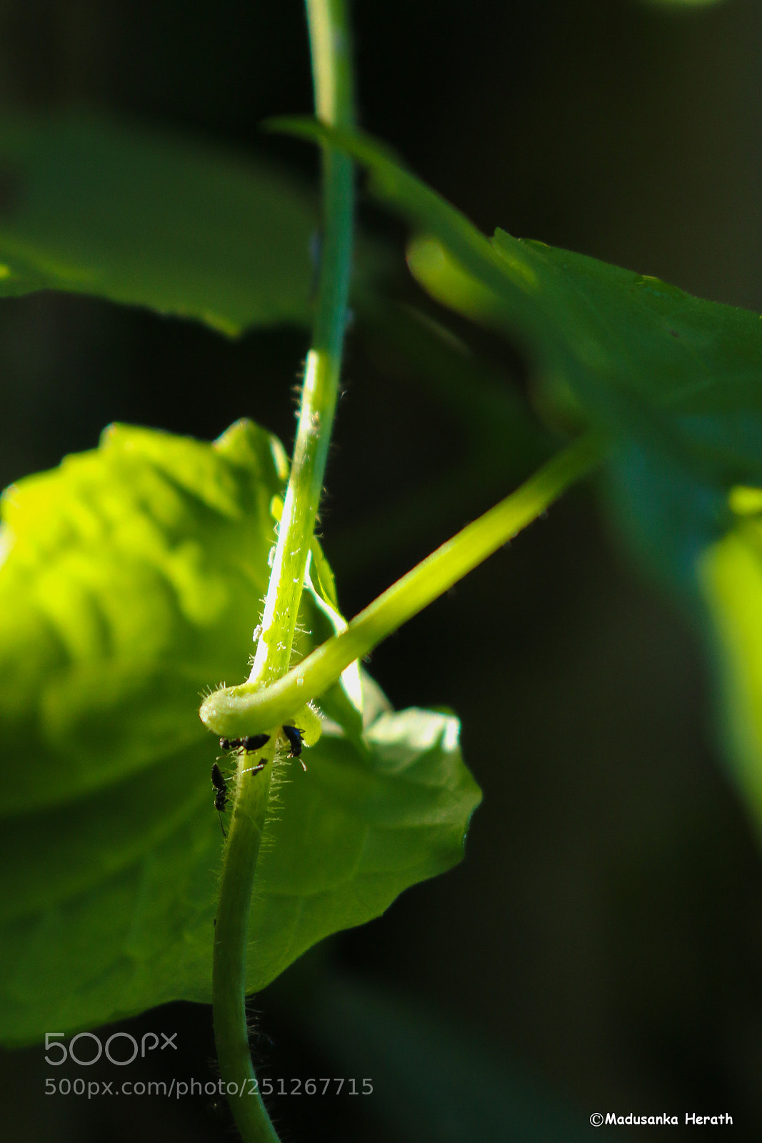 Canon EOS 70D sample photo. Ant photography
