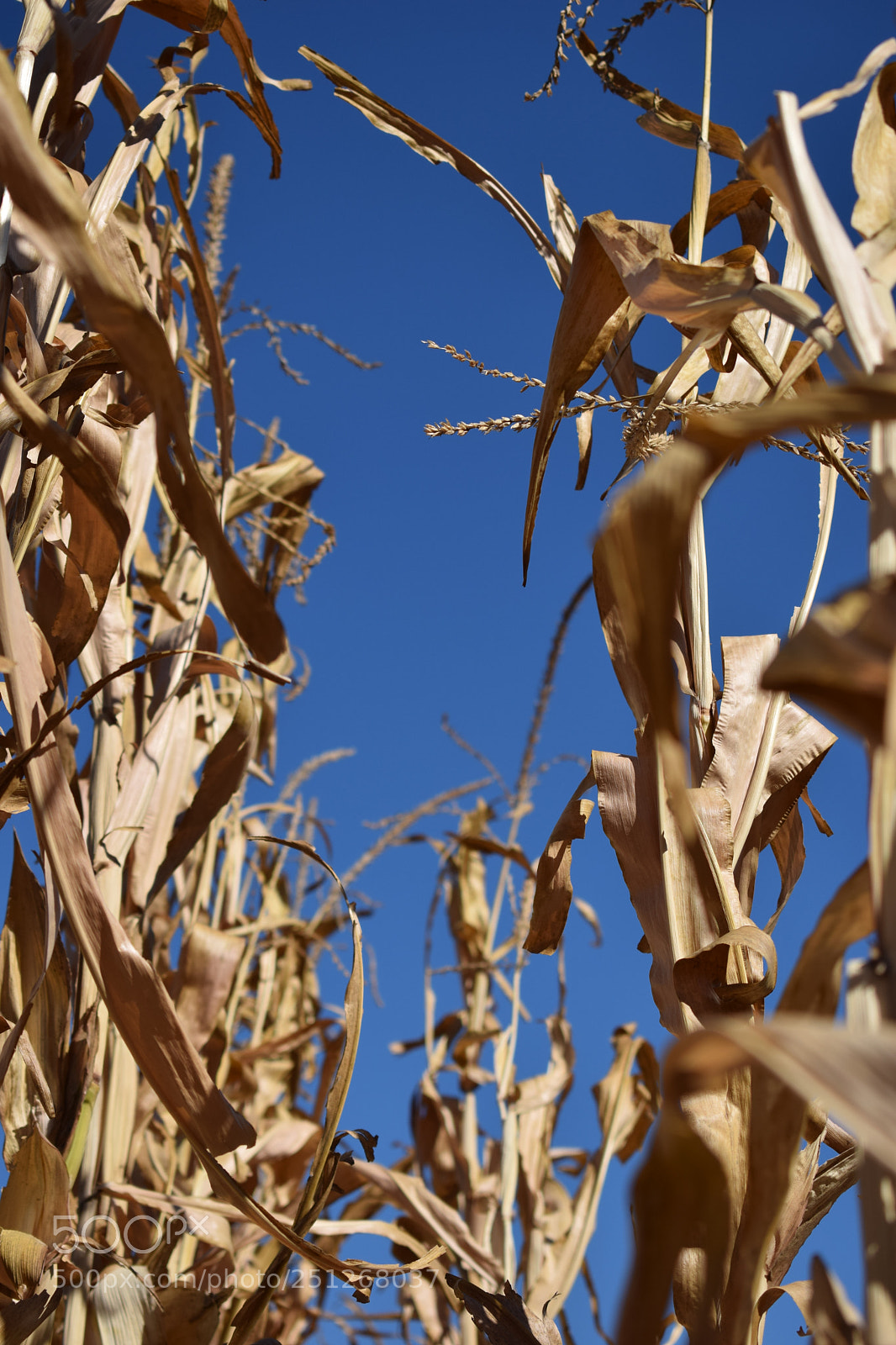 Nikon D3300 sample photo. Corn photography