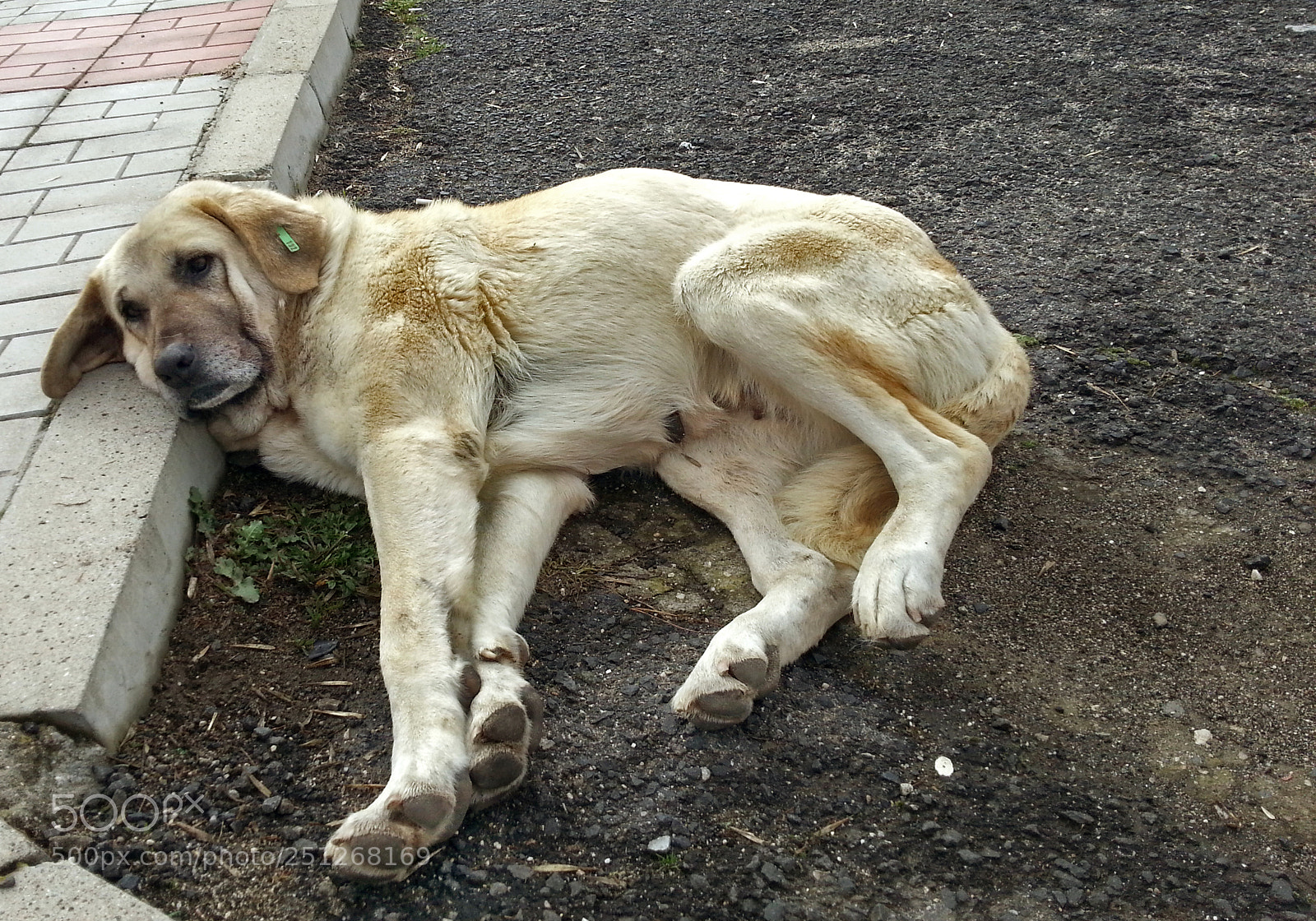 Samsung Galaxy Note2 sample photo. Dog photography