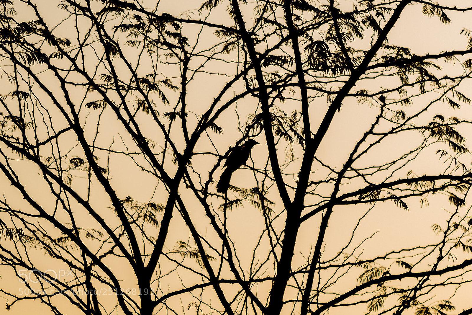 Nikon D5300 sample photo. Early bird photography
