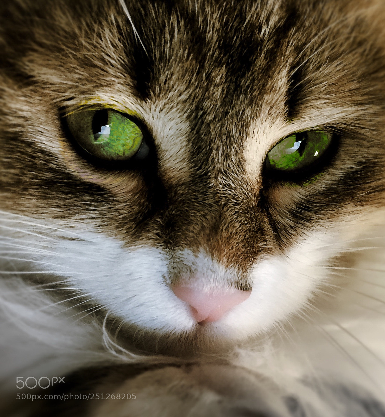 Apple iPhone 6 sample photo. Green eyes photography