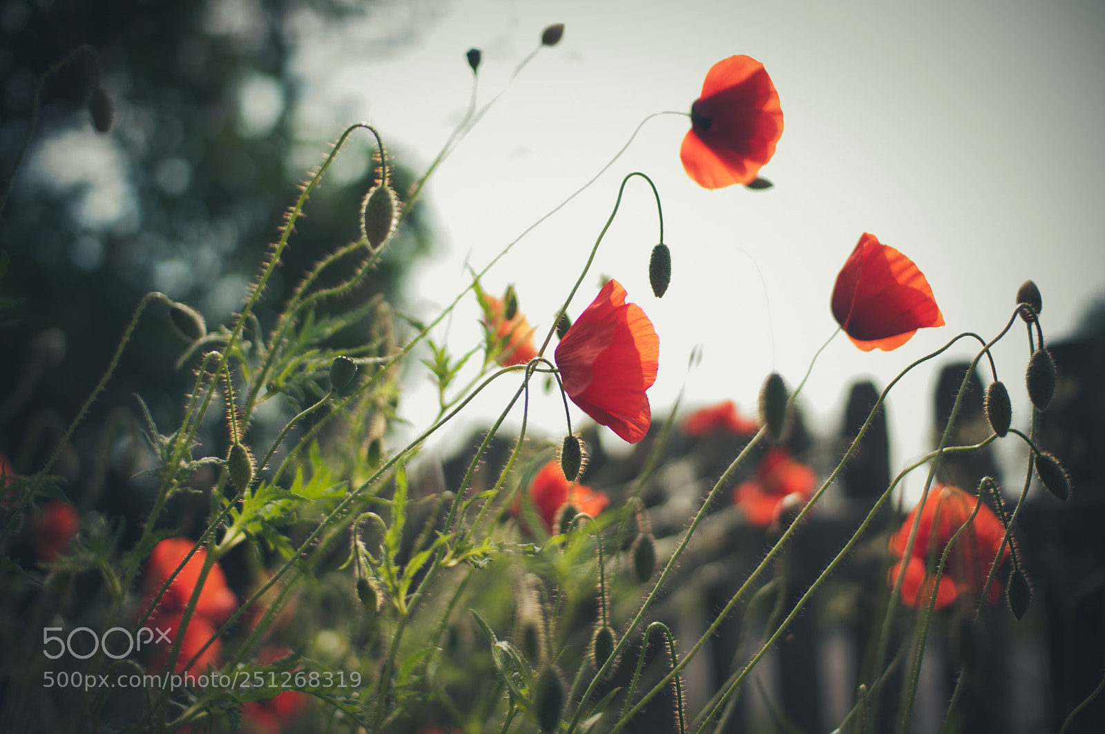 Nikon D90 sample photo. Poppies photography