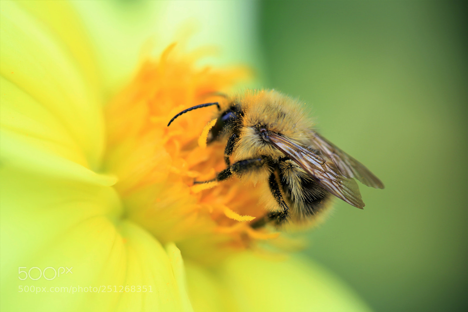 Canon EOS 6D Mark II sample photo. Pollination photography