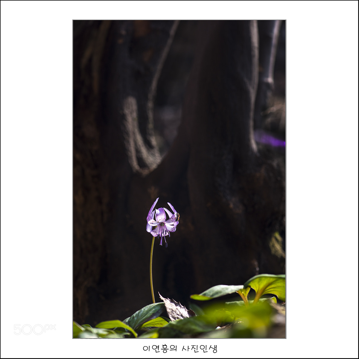 Nikon D810 sample photo. 복사 photography