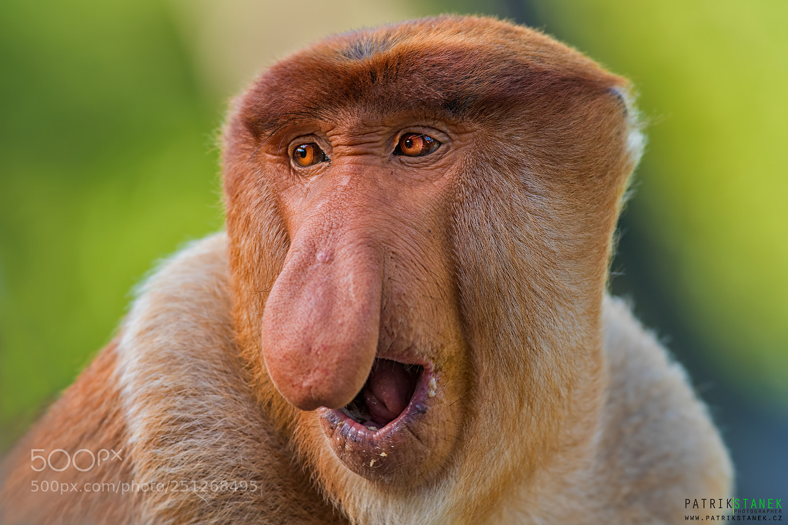 Nikon D810 sample photo. Borneo | proboscis monkey photography