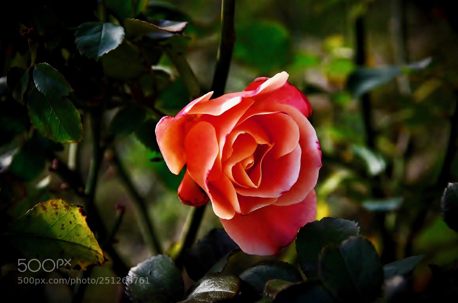 Nikon D7000 sample photo. In the name of photography