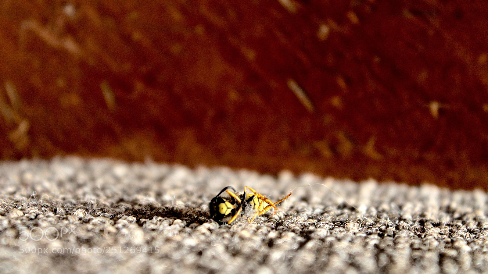Canon EOS 1300D (EOS Rebel T6 / EOS Kiss X80) sample photo. Dead bee.  photography