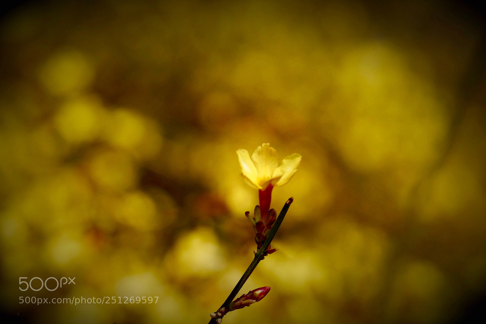Leica SL (Typ 601) sample photo. Untitled photography