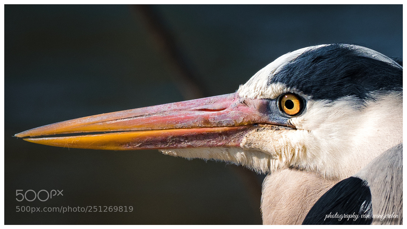 Olympus OM-D E-M1 Mark II sample photo. Blauwe reiger photography