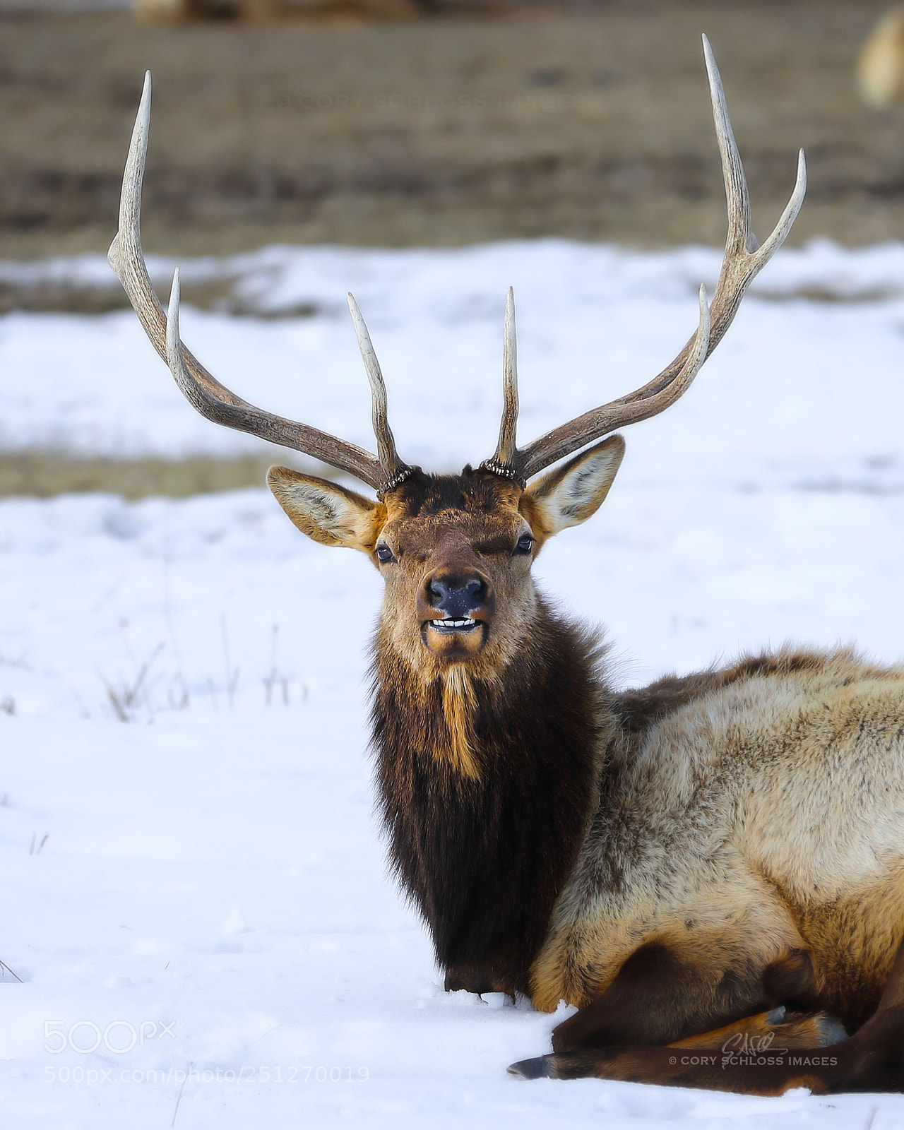 Canon EOS 5D Mark IV sample photo. Wild bull elk photography