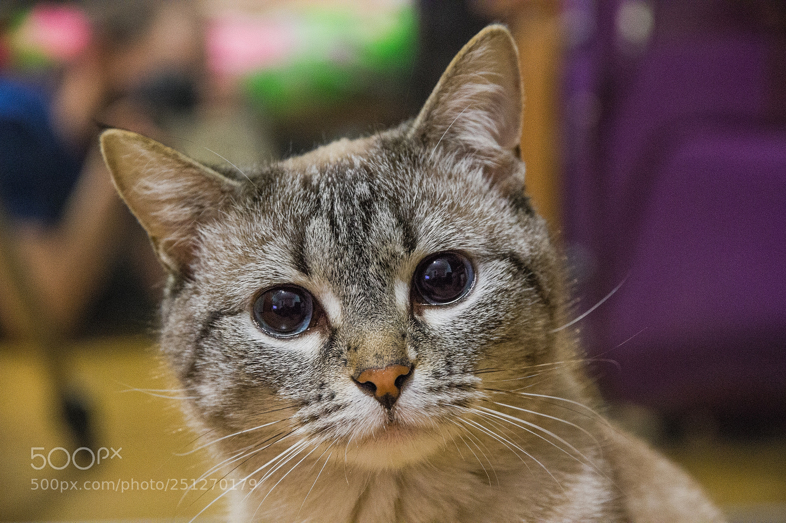 Canon EOS 550D (EOS Rebel T2i / EOS Kiss X4) sample photo. Cat photography