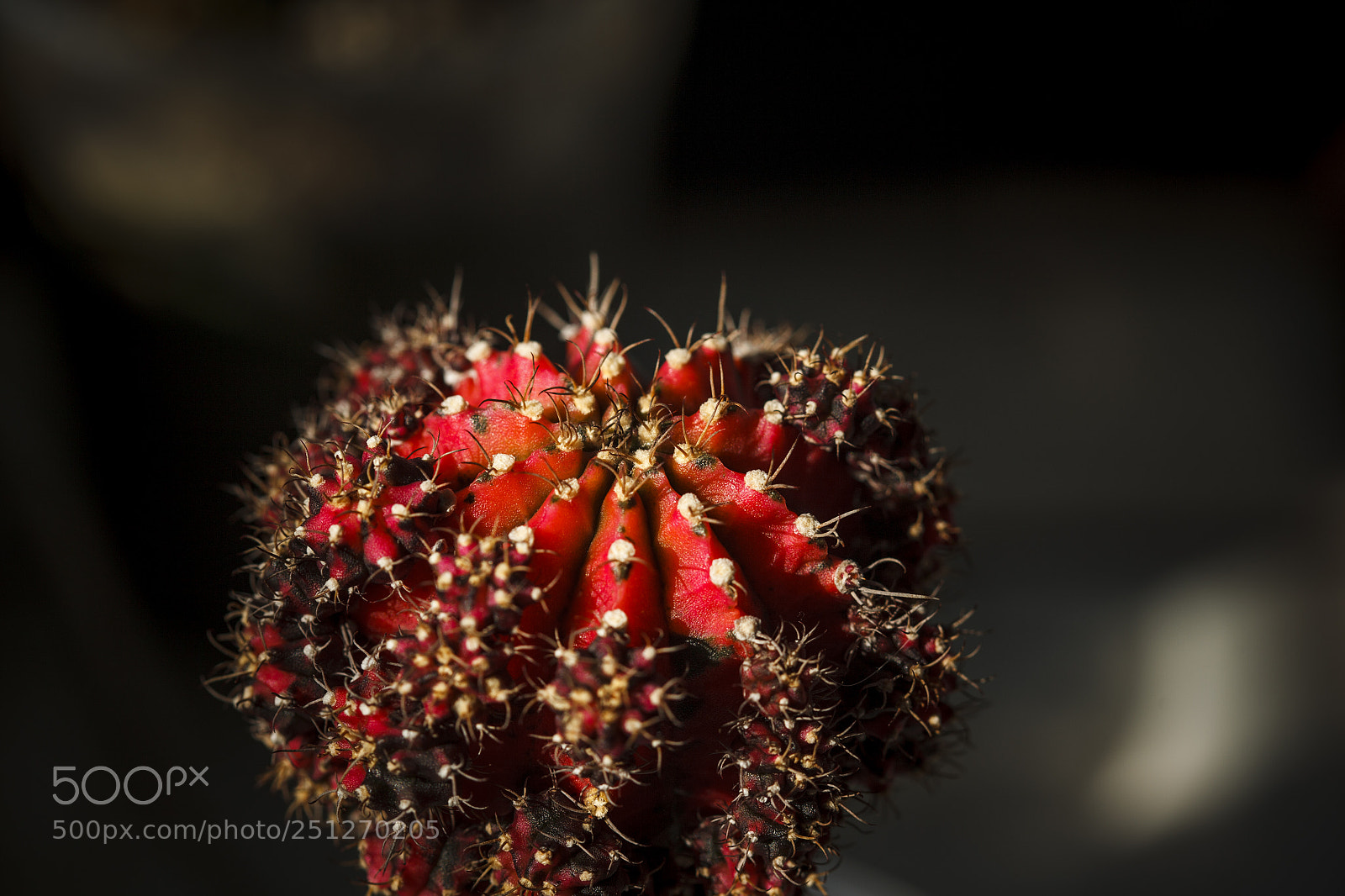 Canon EOS 5D Mark II sample photo. Gymnocalycium variegata photography