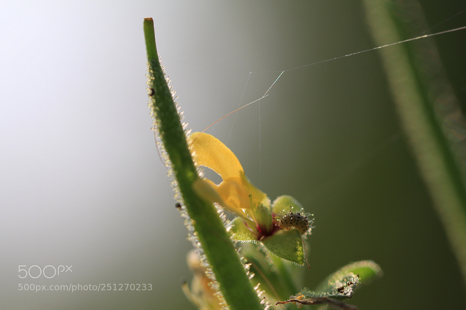 Canon EOS 80D sample photo. Worm photography