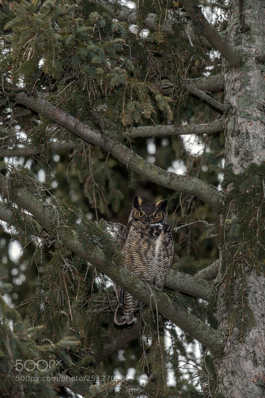 Nikon D850 sample photo. Great horned owl photography