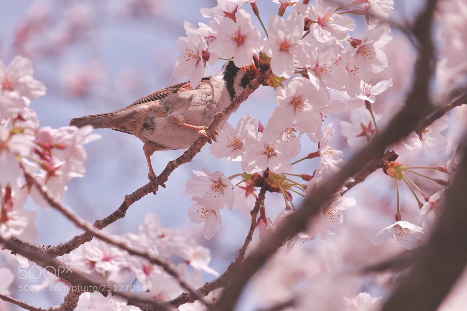 Canon EOS M5 sample photo. Cherry blossom and small photography