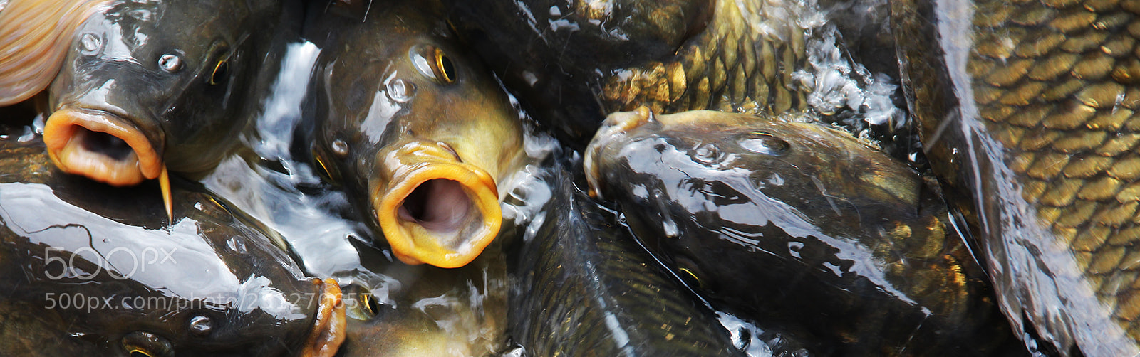 Canon EOS 700D (EOS Rebel T5i / EOS Kiss X7i) sample photo. Mouths photography