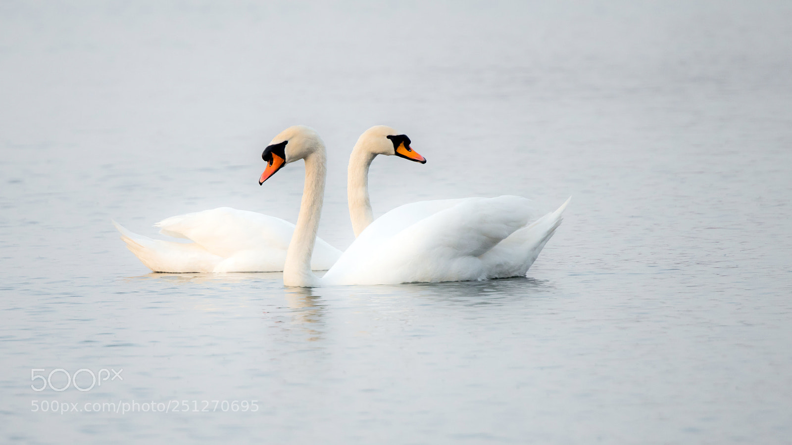 Nikon D850 sample photo. Swans photography