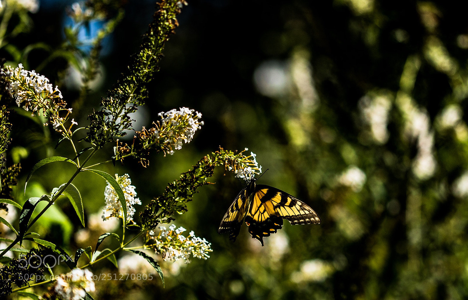 Nikon D5500 sample photo. Spring  photography