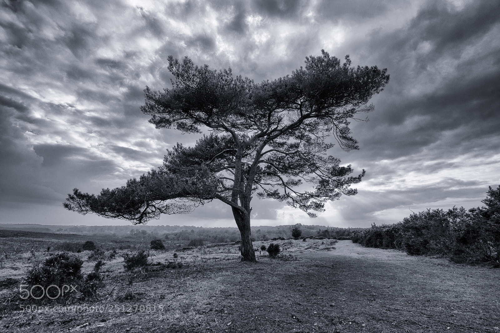 Nikon D7200 sample photo. Tree photography