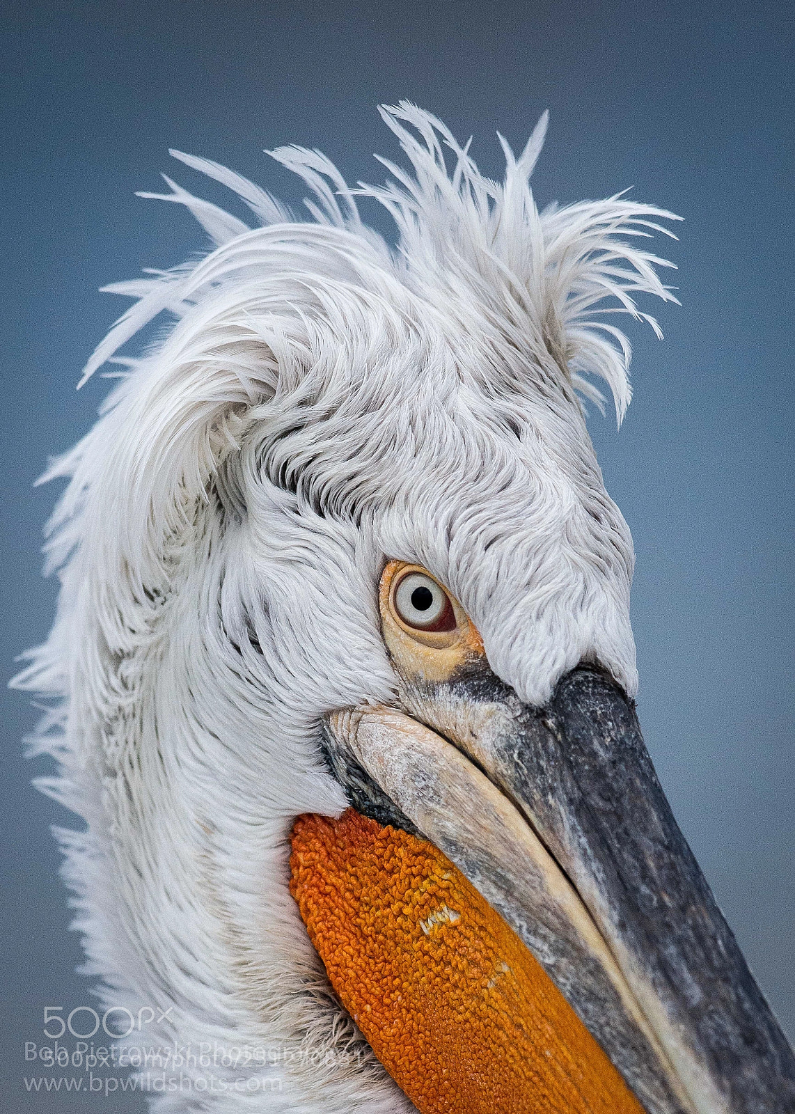 Nikon D800E sample photo. Punk pelican photography