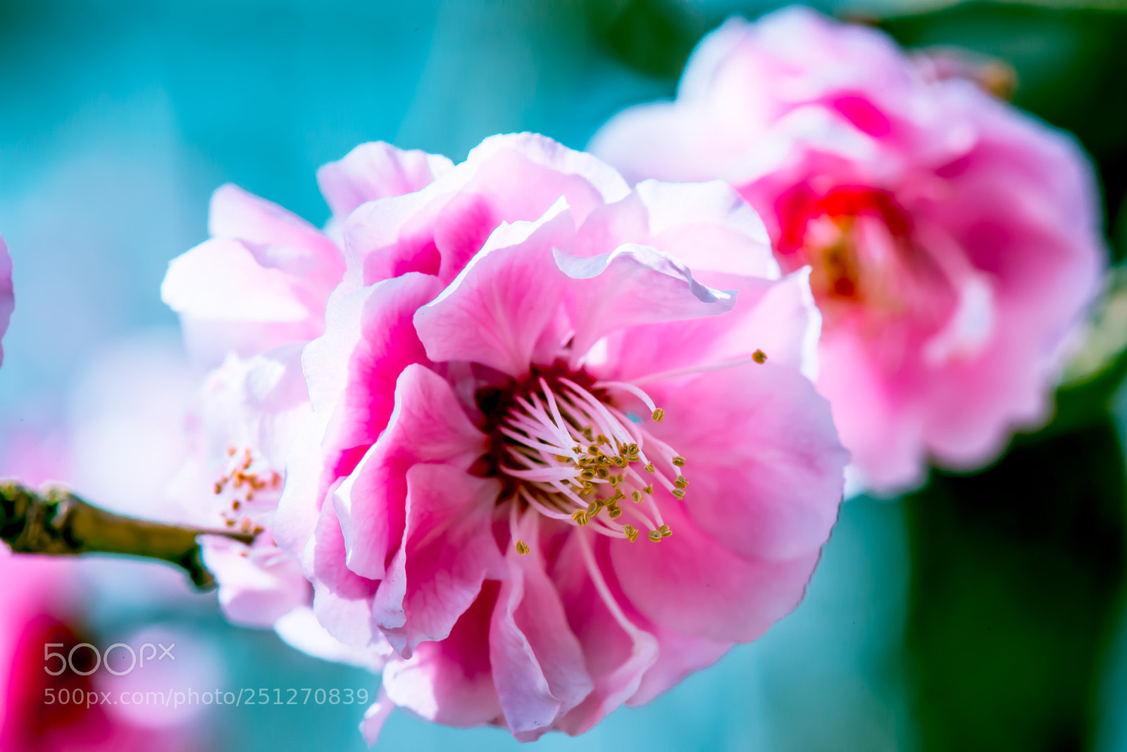 Nikon D800E sample photo. Shime plum photography