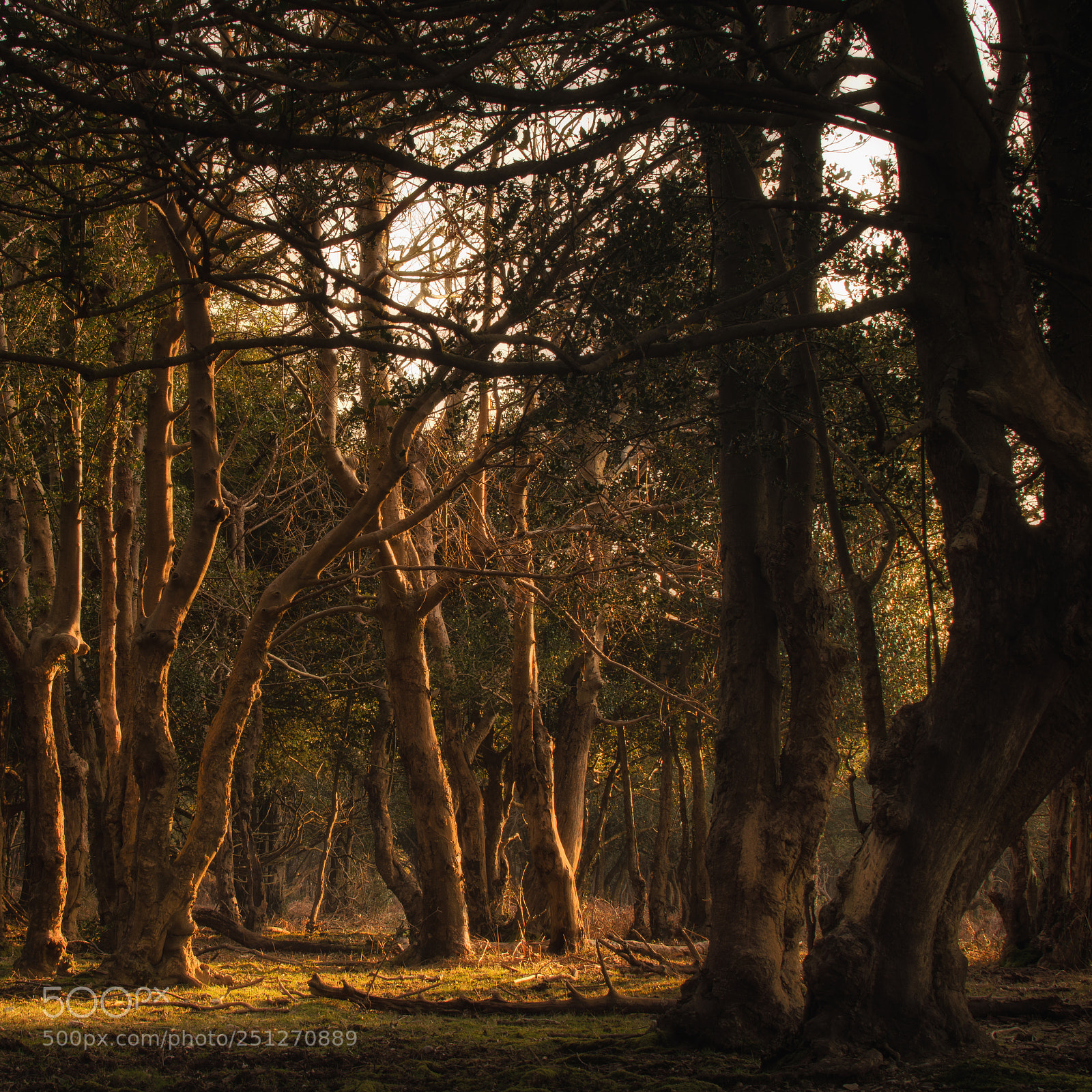 Nikon D7200 sample photo. Sunset in the woods photography