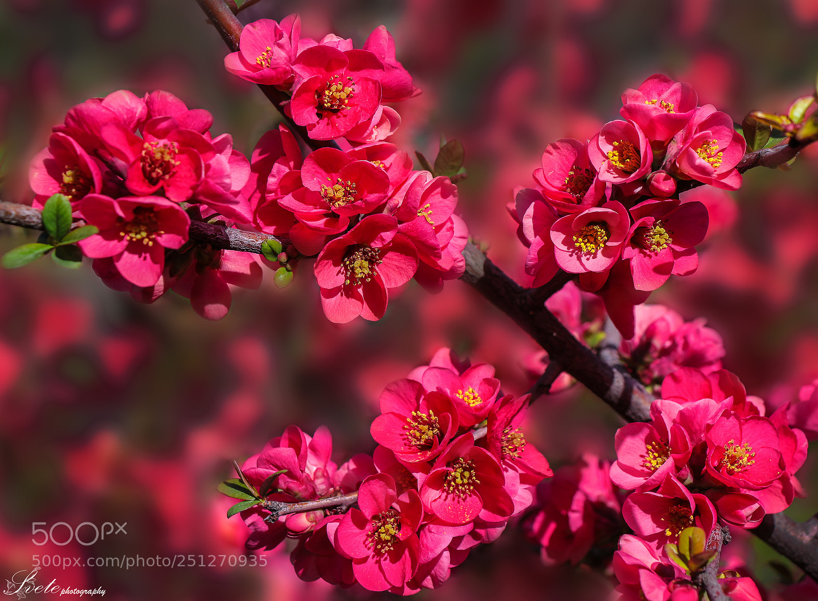 Canon EOS 700D (EOS Rebel T5i / EOS Kiss X7i) sample photo. Pink garden photography