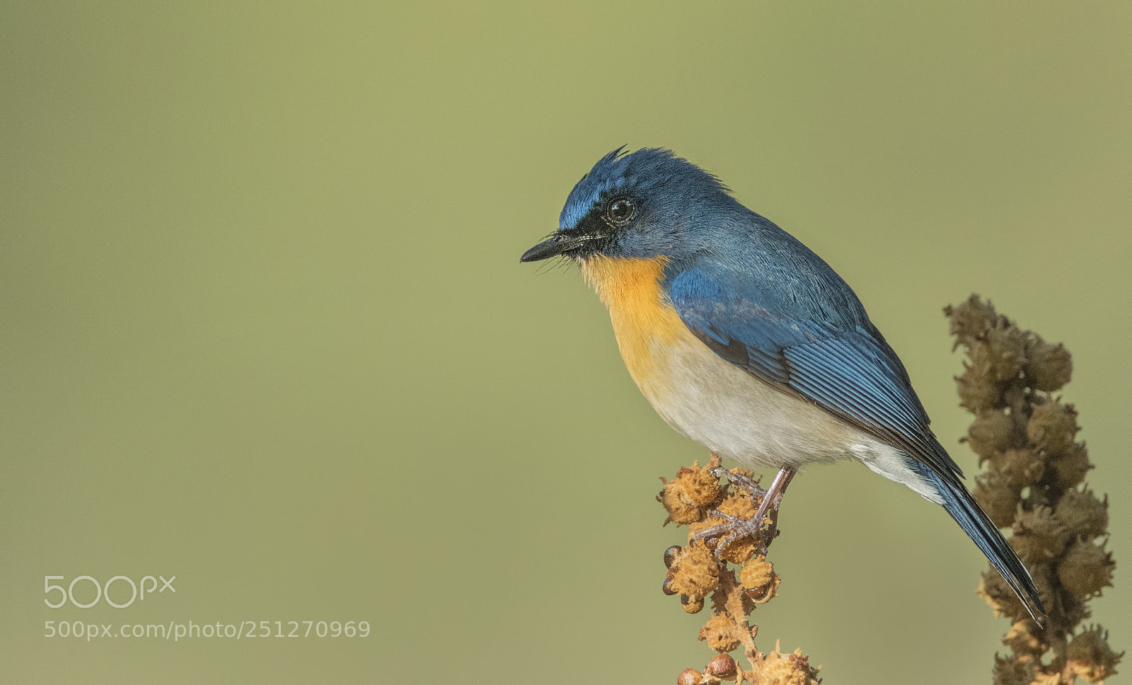Nikon D850 sample photo. Tickell's blue flycatcher male photography
