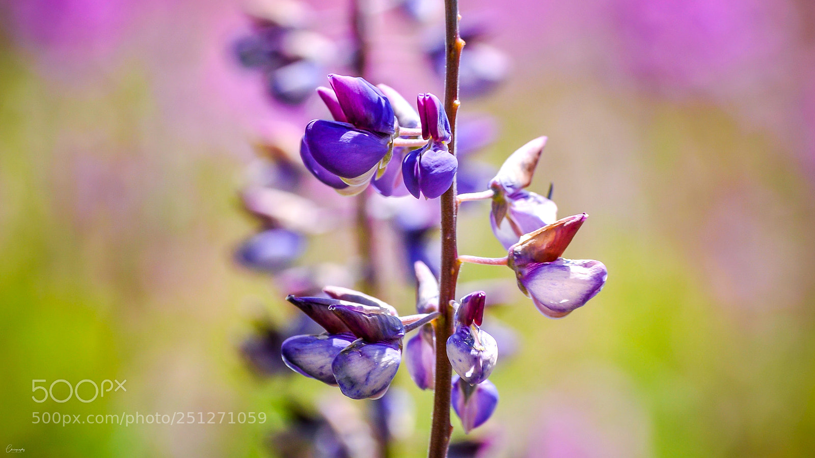 Nikon D5000 sample photo. Purple photography