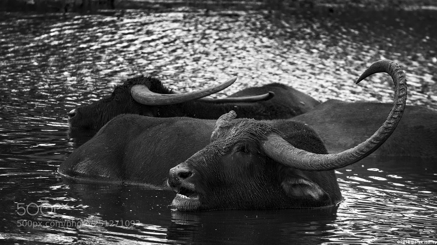 Nikon D5300 sample photo. The cow with the photography