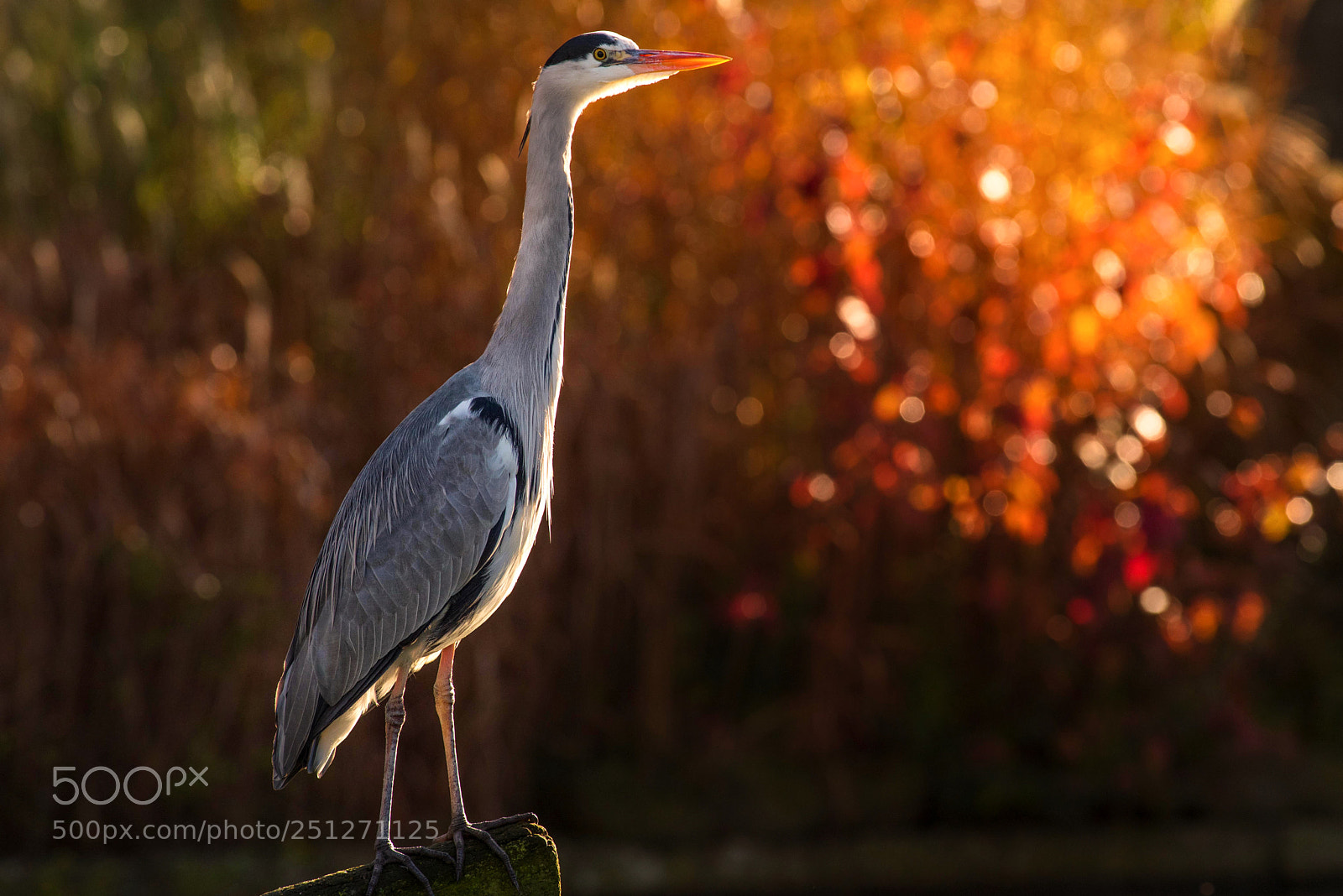 Pentax K-1 sample photo. Grey heron last autumn photography