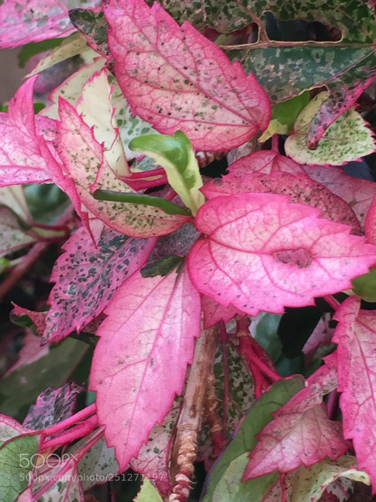 Apple iPhone 6 sample photo. Untitled photography