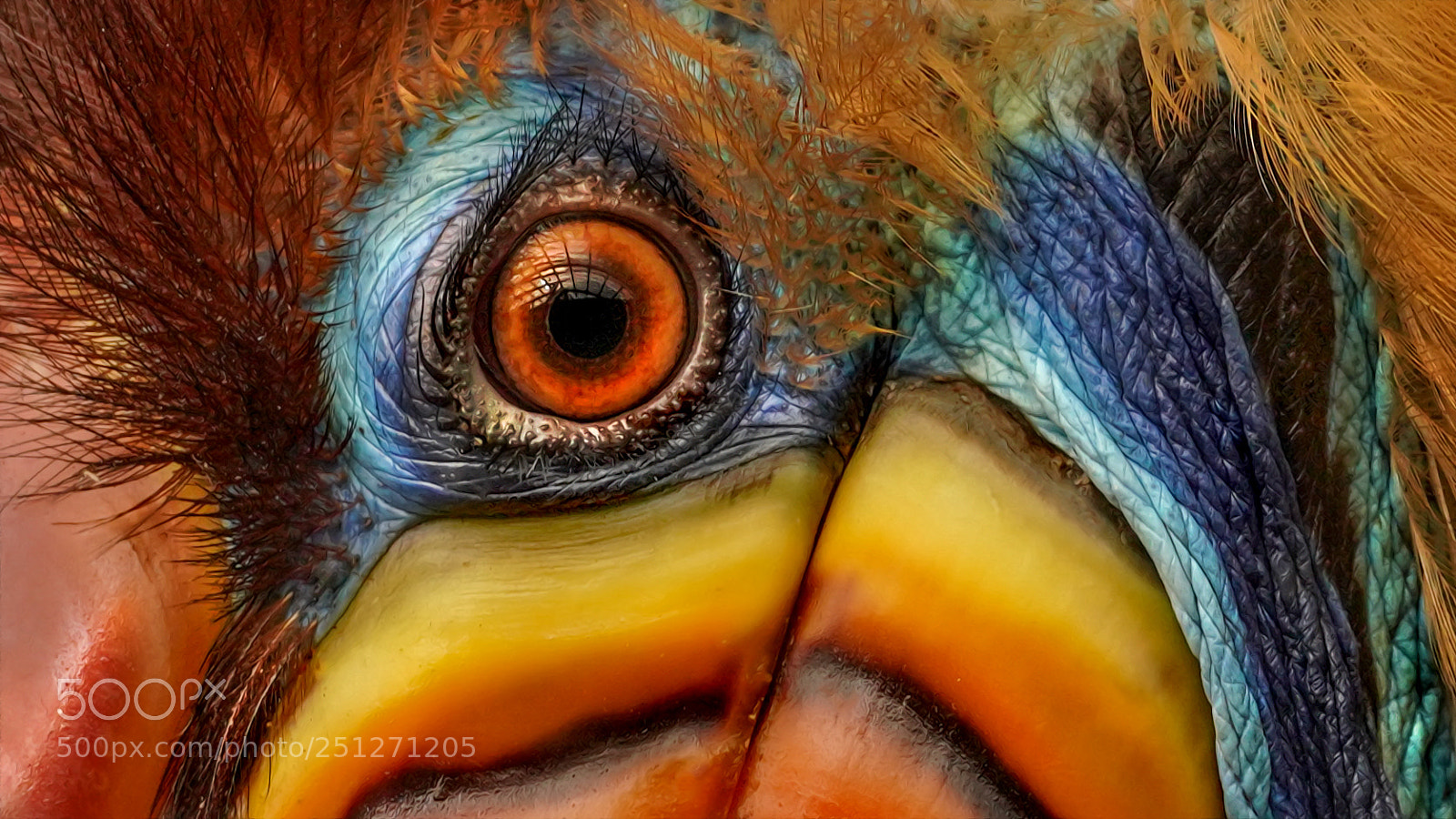 Sony a7R III sample photo. Tucan´s eye photography