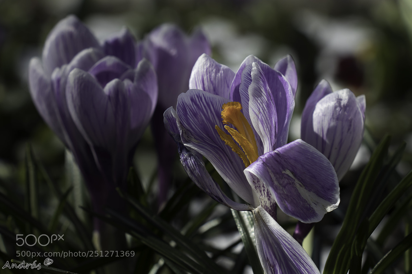 Canon EOS M5 sample photo. Crocus photography