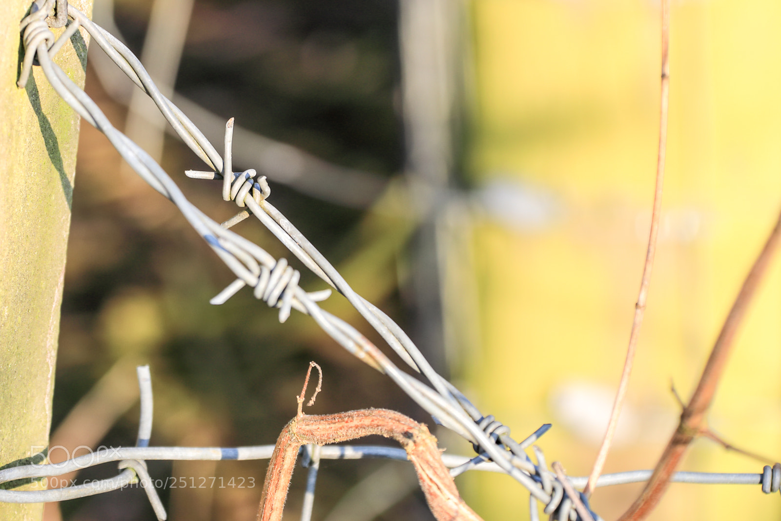 Canon EOS 5D Mark IV sample photo. Untitled photography