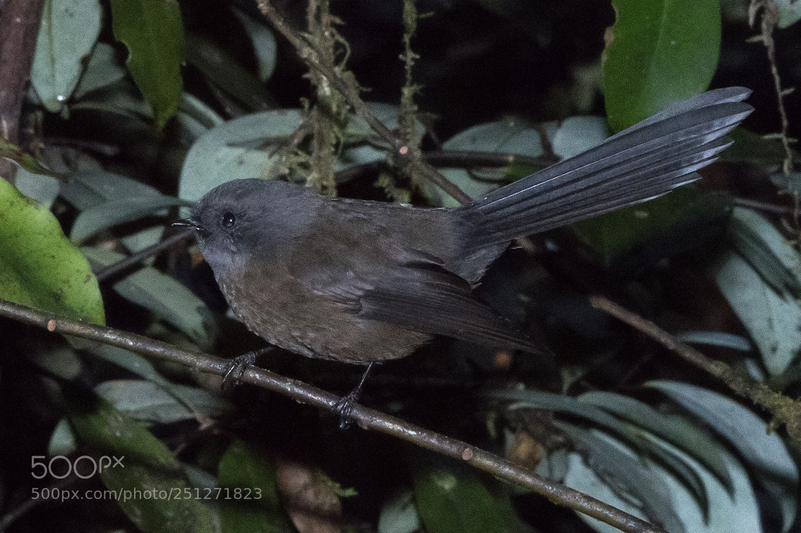 Nikon D500 sample photo. Fantail piwakawaka rhipidura fuliginosa photography