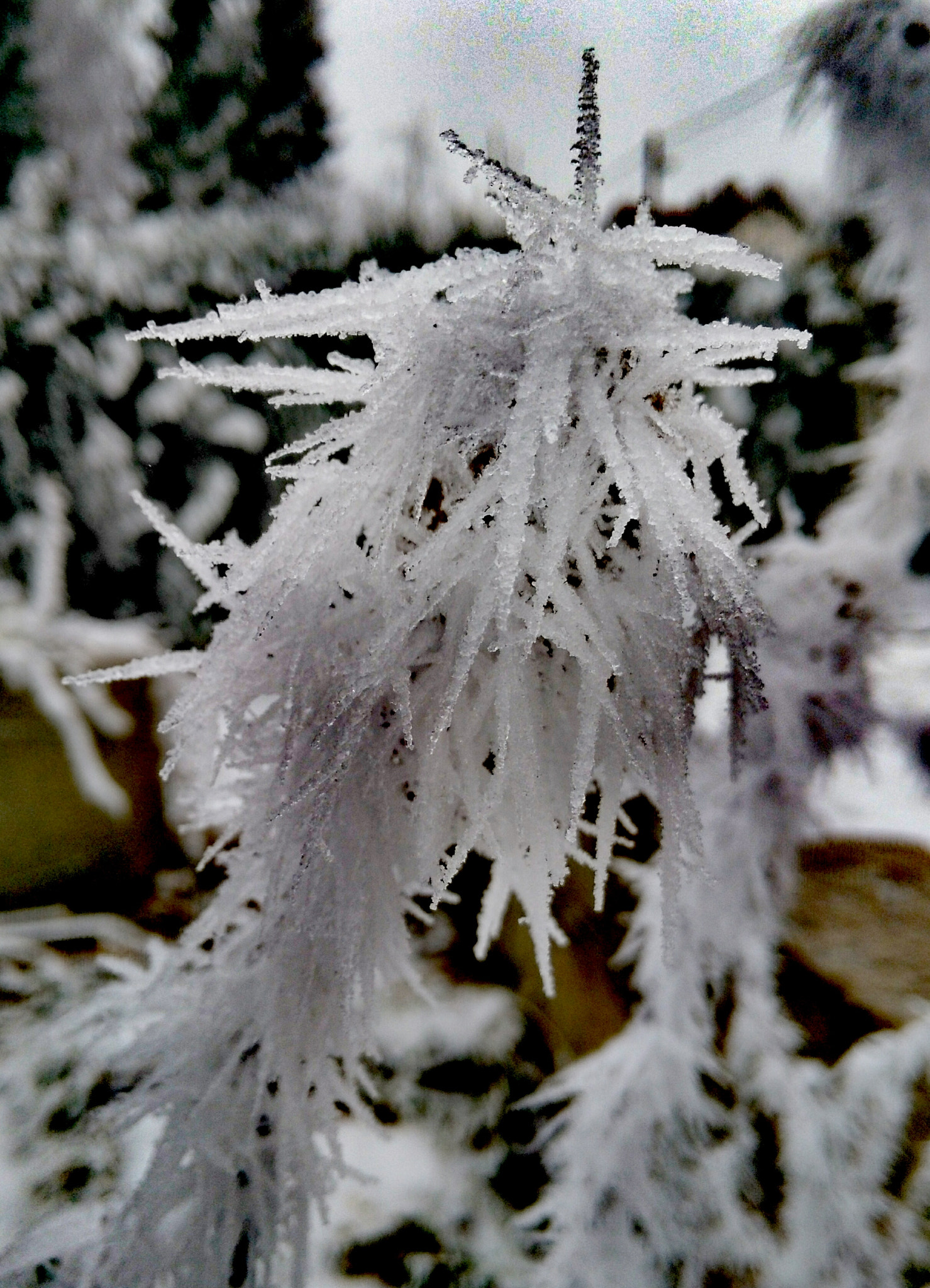 HUAWEI Honor 5X sample photo. Hoarfrost photography
