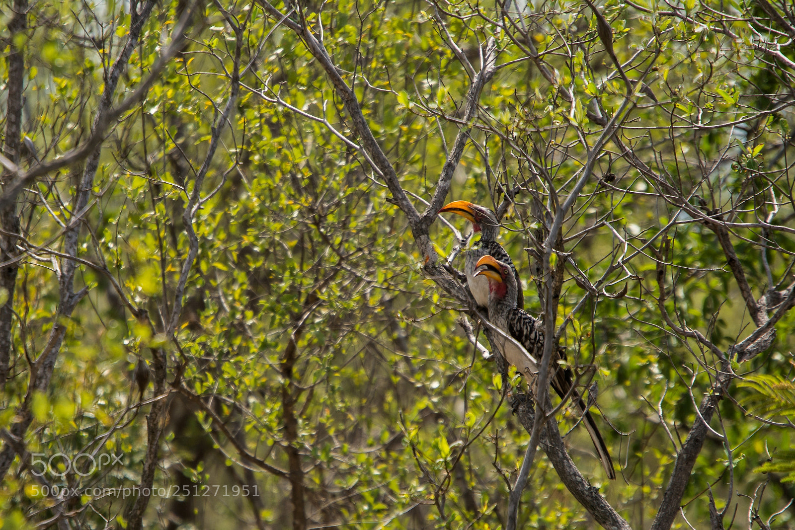 Nikon D7100 sample photo. Tockus leucomelas calao leucom photography