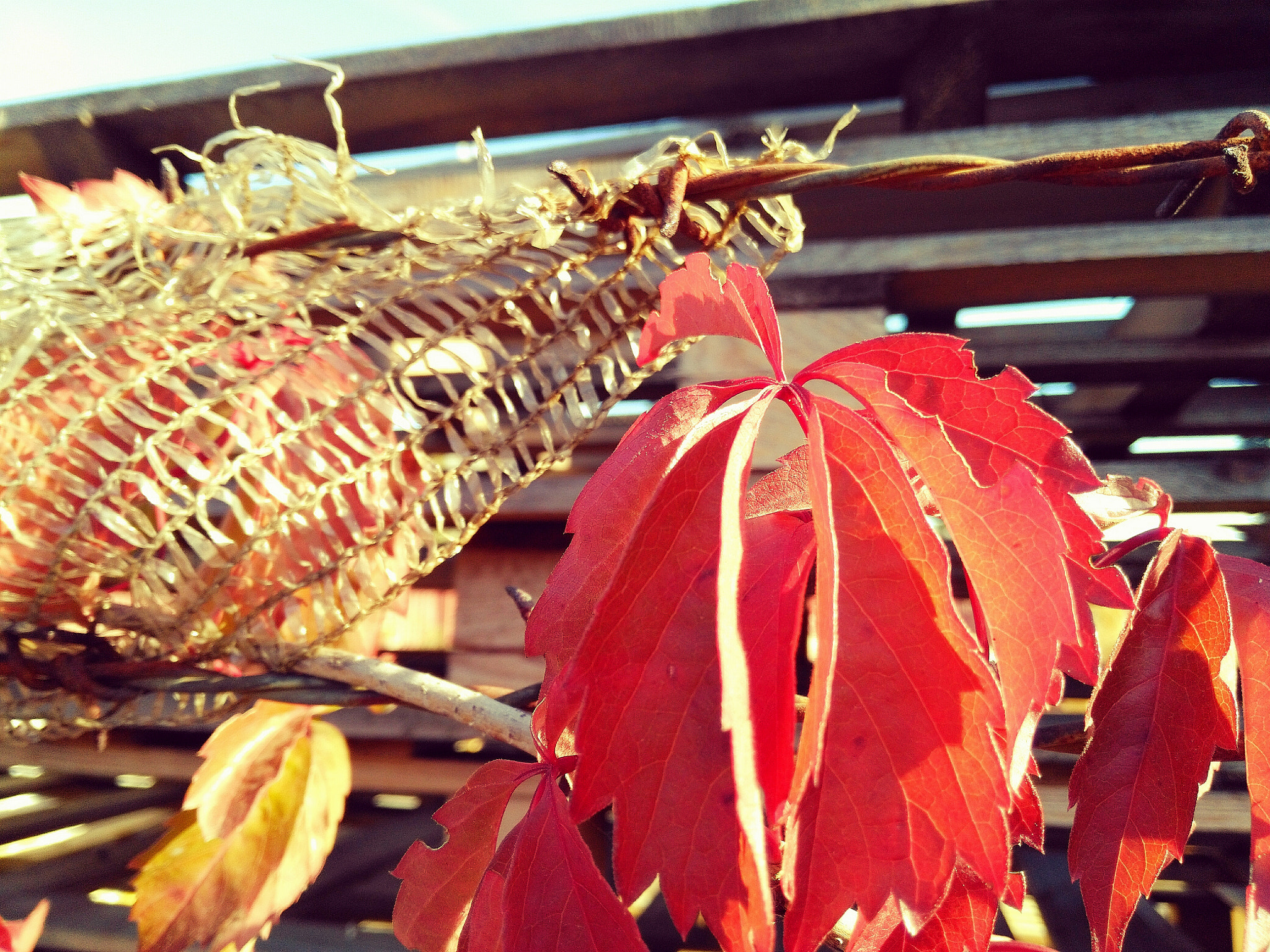 HUAWEI Honor 5X sample photo. Autumn photography