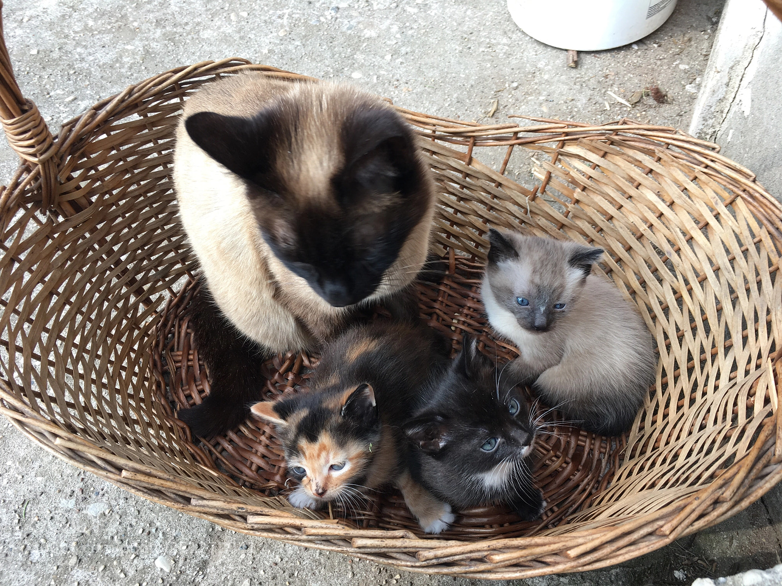 Apple iPhone 6s sample photo. Zoe and her kittens photography