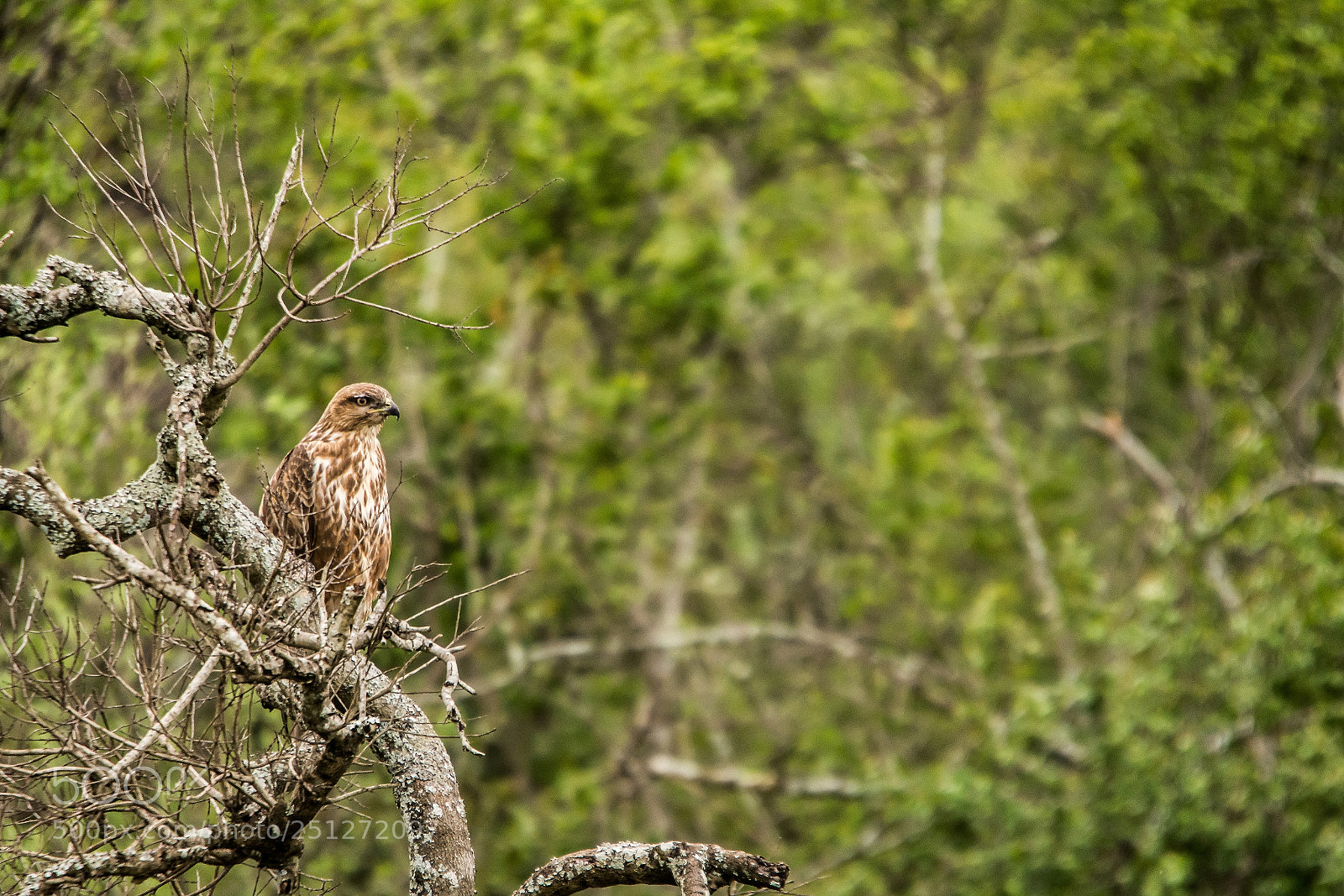 Nikon D7100 sample photo. Aigle réserve d'hluhluwe-umfolozi photography