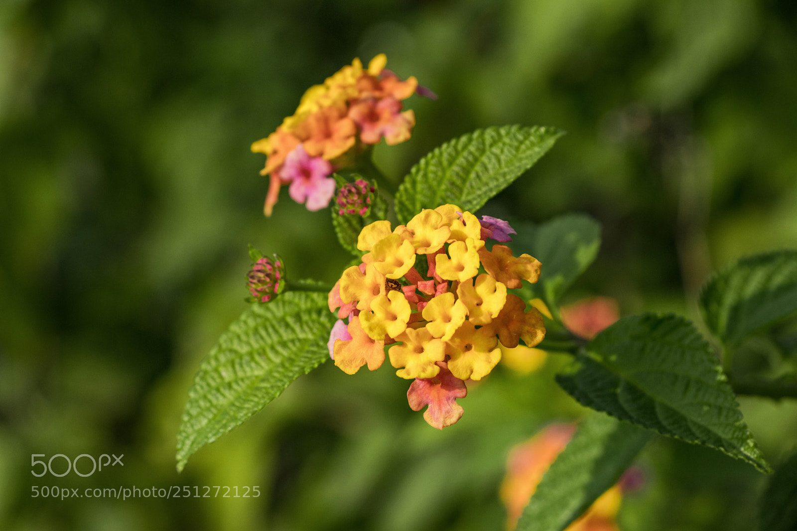 Canon EOS 80D sample photo. Untitled photography
