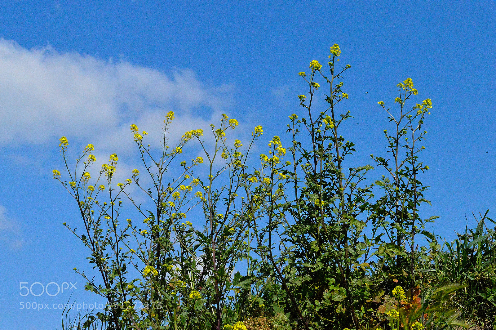 Nikon D3200 sample photo. Wildflowers photography