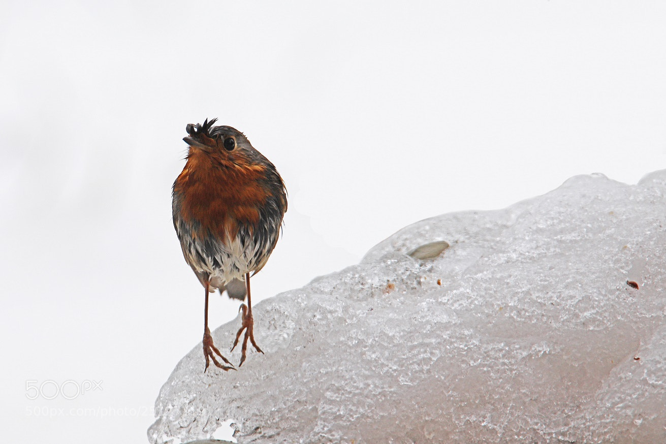 Canon EOS 6D Mark II sample photo. Icy balance photography