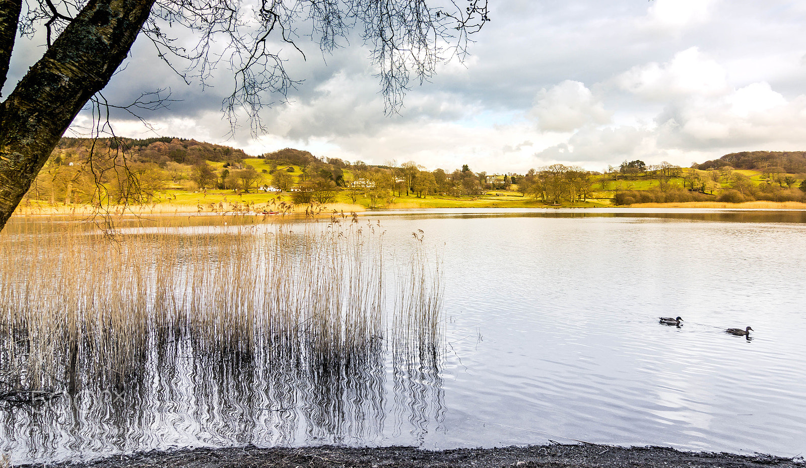 Canon EOS 60D sample photo. Ducks on the lake photography