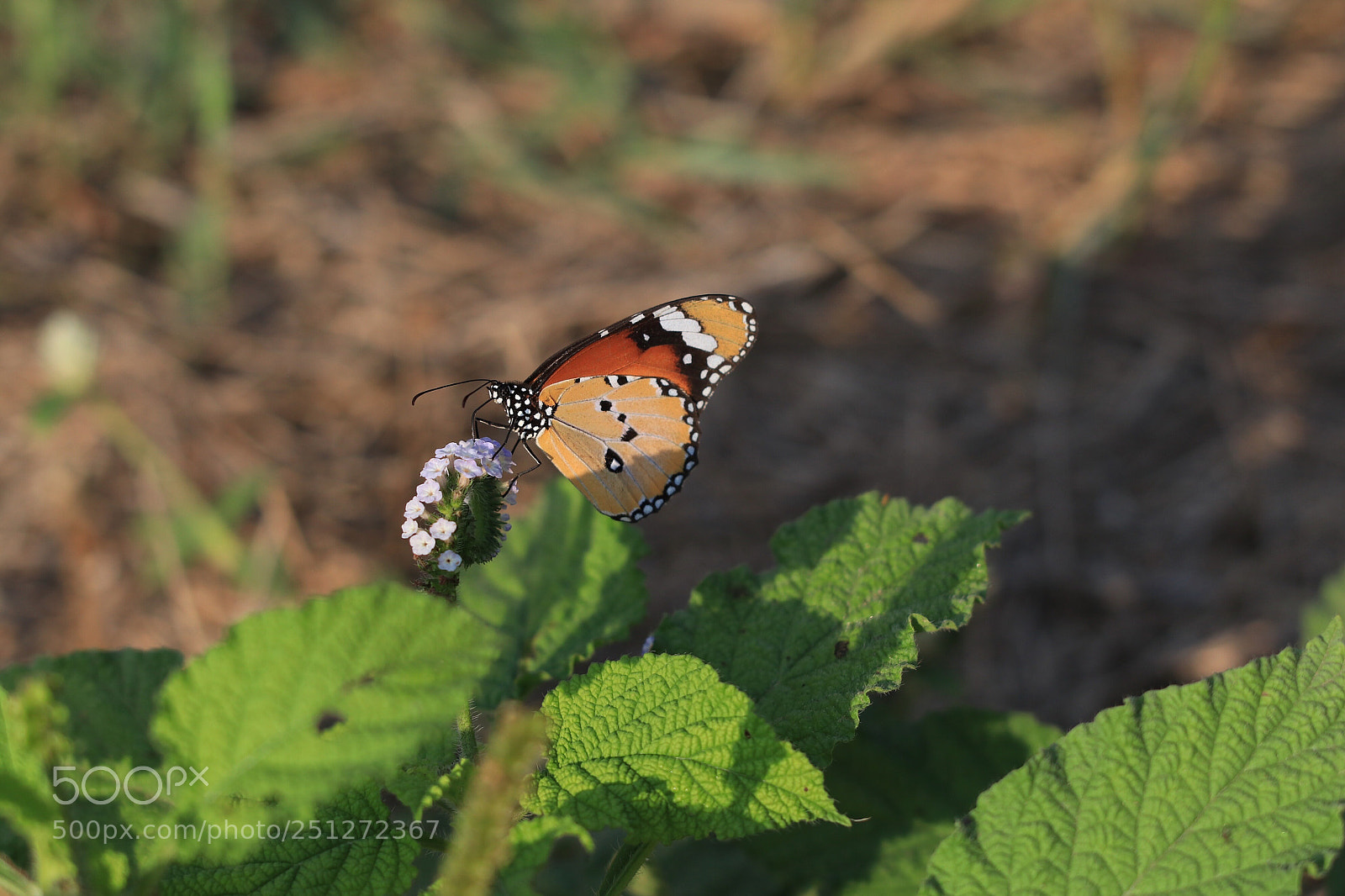 Canon EOS 80D sample photo. Butterfly  photography