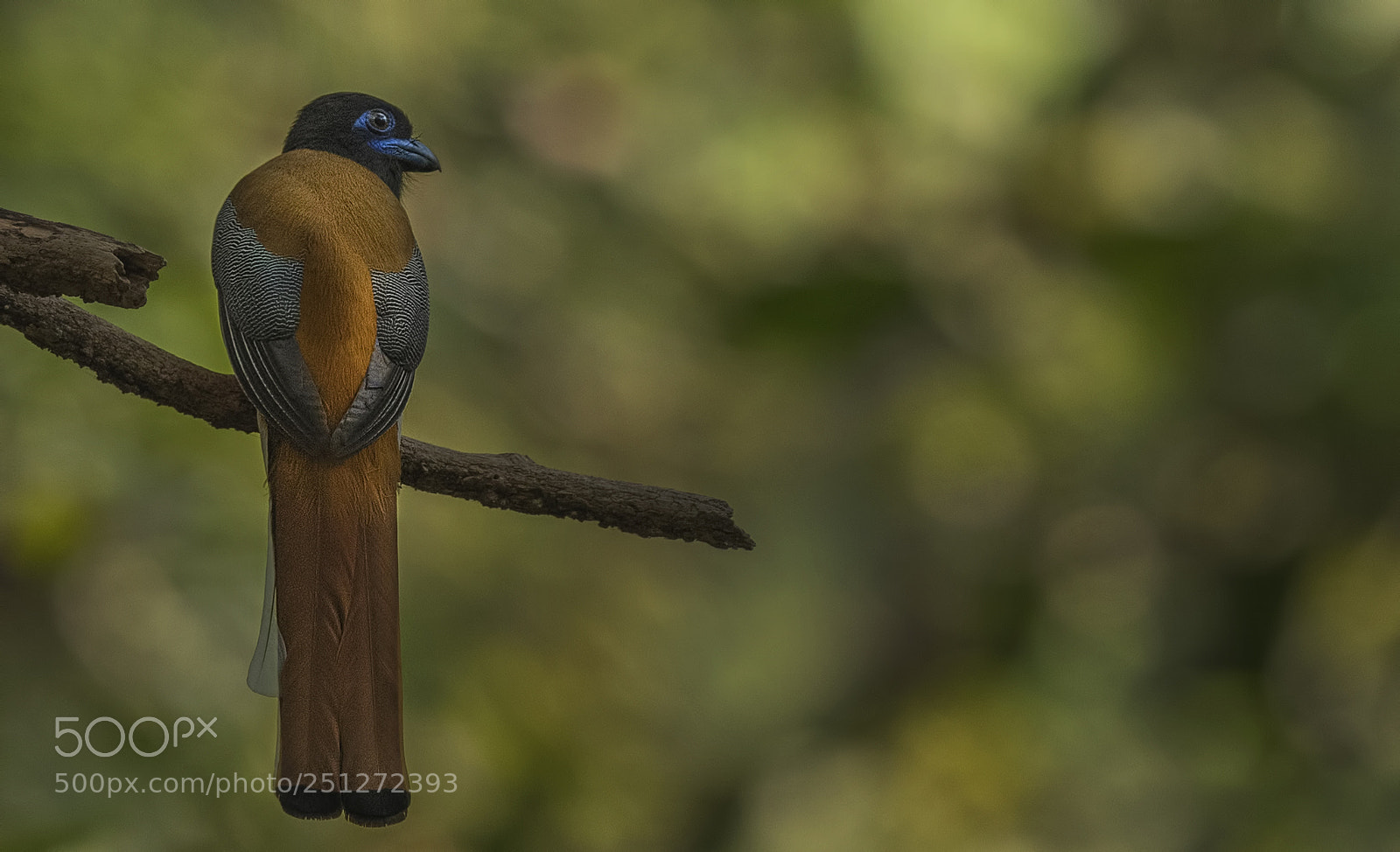 Nikon D500 sample photo. Malabar trogon photography